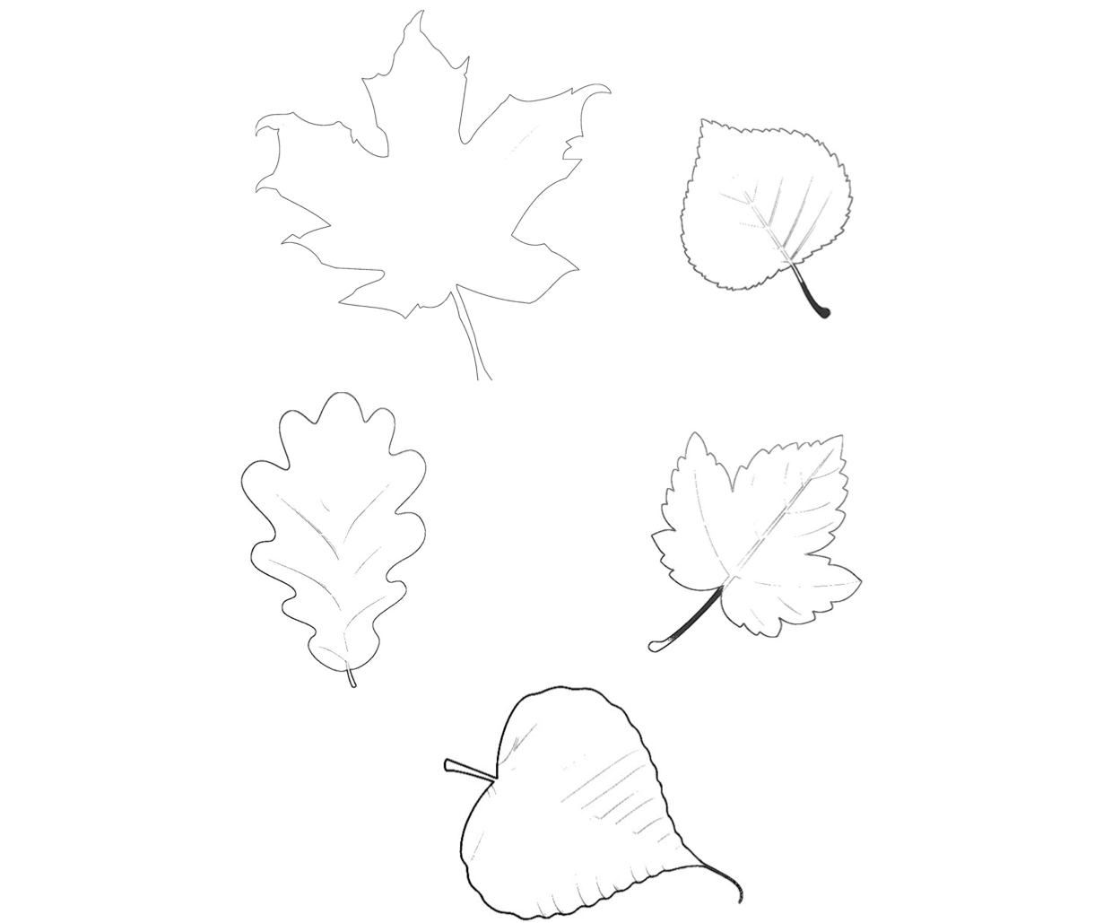 Herbstblätter Vorlage   ideal zum Ausmalen und basteln